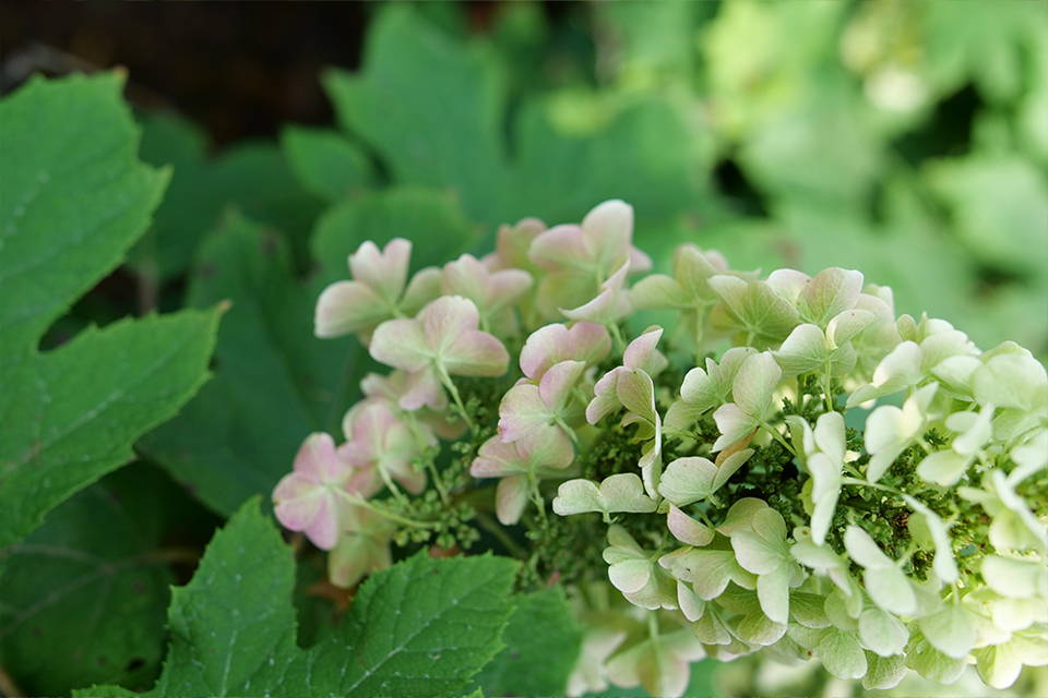 Close up image of oakleaf hydrangea flower and foliage